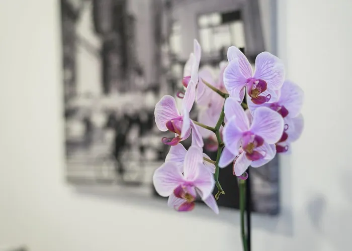 Guestready - Never Say Never